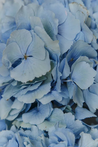 Buquê de flores violetas — Fotografia de Stock