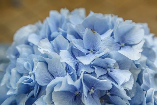 Buquê de flores violetas — Fotografia de Stock