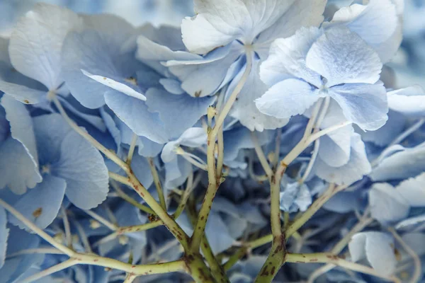 Buquê de flores violetas — Fotografia de Stock