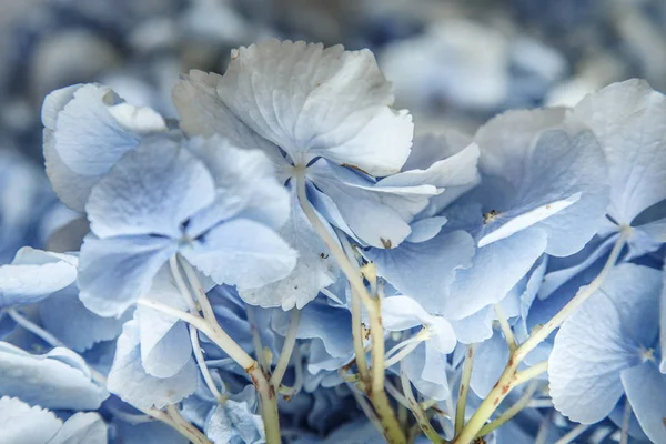 Buquê de flores violetas — Fotografia de Stock