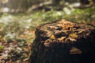 Güzel Zehirli mantar