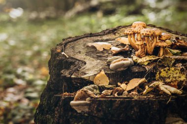 Mantar. Sonbahar konsepti