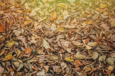 Turuncu sonbahar yaprakları arka plan