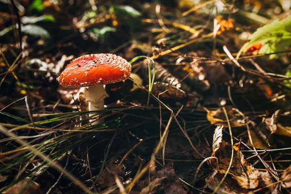 Pilze im Gras im Wald. — Stockfoto