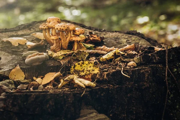 Muitos cogumelos crescem em — Fotografia de Stock