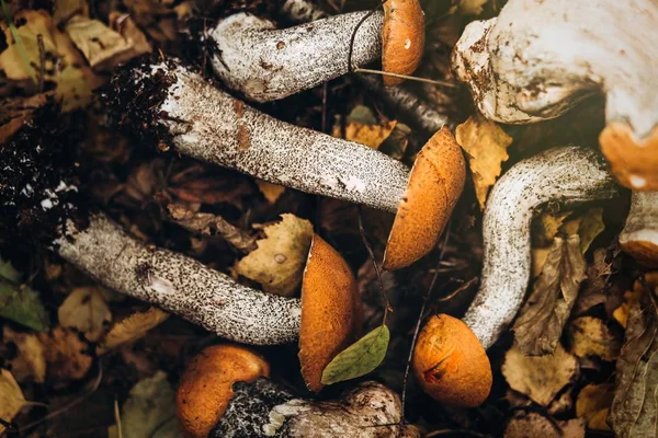 Conjunto de setas forestales —  Fotos de Stock