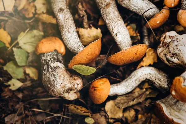 Conjunto de setas forestales —  Fotos de Stock