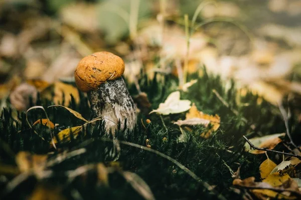 One cutie mushroom orange cap