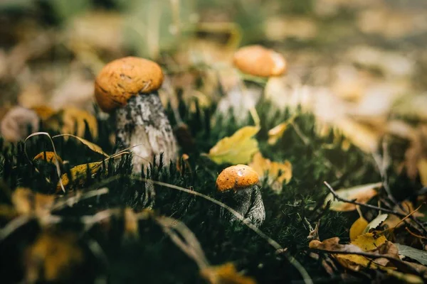 Cogumelos com chapéus de laranja — Fotografia de Stock