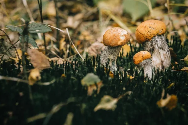 Champiñones boletus gorra naranja —  Fotos de Stock