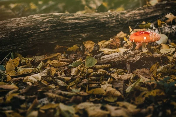 Hongos hongos en la naturaleza —  Fotos de Stock