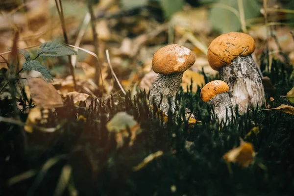 Cogumelos com chapéus de laranja — Fotografia de Stock