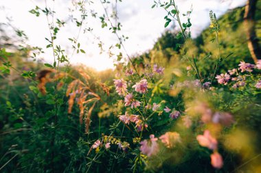 Yeşil otlar ile güzel gün batımı