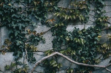 doğal yeşil yaprakları duvar