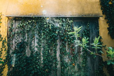 doğal yeşil yaprakları duvar