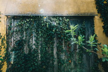 doğal yeşil yaprakları duvar