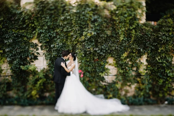 Прекрасная Счастливая Молодая Невеста Целует Красивого Жениха Солнечном Парке — стоковое фото