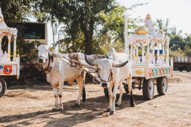 Hint beyaz bulls Sankranthi Festivali için