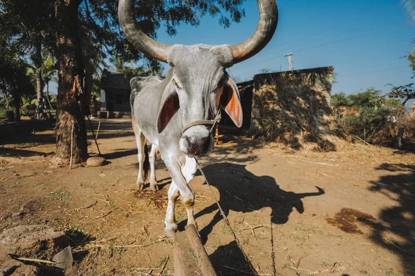 Retrato Vacas Indias Santa Ciudad Hindú Vrindavan India —  Fotos de Stock