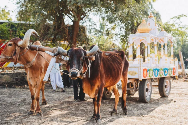 Touros Indianos Para Sankranthi Festival Índia — Fotografia de Stock