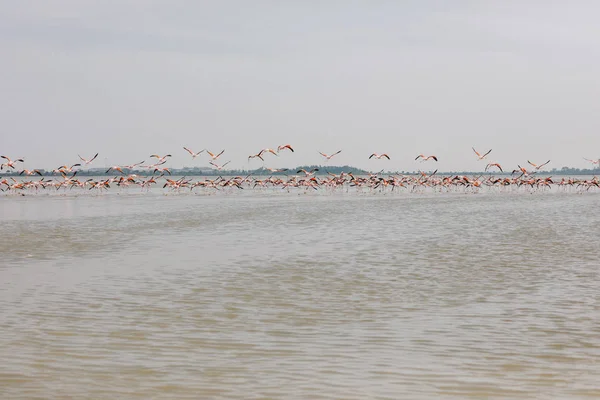 Vista Perto Dos Flamingos Oceano — Fotografia de Stock