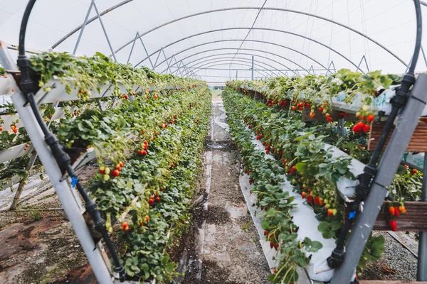 Wachstum Frischer Erdbeeren Gewächshaus — Stockfoto