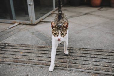 sokakta şirin çizgili kedi