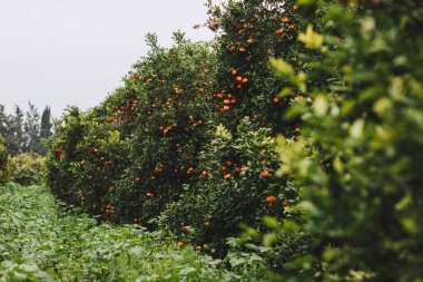 Mandalina ağaçları meyve ve yeşil yaprakları ile . 