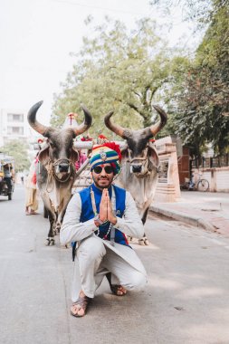 Indian white bulls for Sankranthi Festival clipart