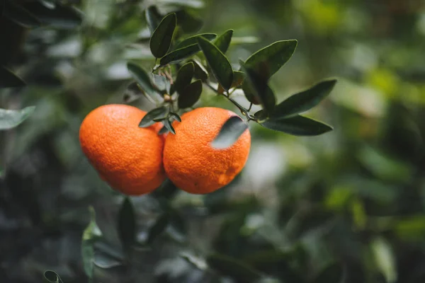 Mandarina Con Frutas Hojas Verdes — Foto de Stock