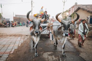 Indian white bulls for Sankranthi Festival clipart