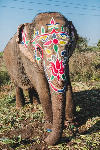 Elefante Macho Indiano Para Desfile Festival Templo Ernakulam Para Cerimônia — Fotografia de Stock