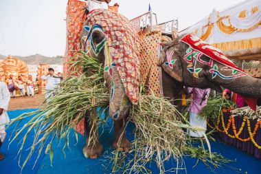 Caparison ayakta Ernakulam Kerala, Hindistan geleneksel tören için tapınak Festivali geçit için Hint filleri altın kaplama.