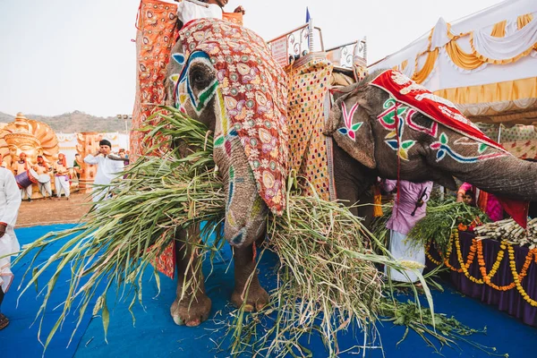 Elefantes Indios Con Caparison Chapado Oro Pie Para Desfile Festival — Foto de Stock