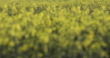 Baharda parlak sarı kolza tohumu tarlası.