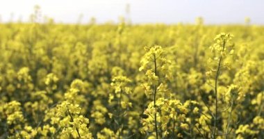 kolza tohumu alan arka plan sarı. Parlak sarı rapesee alan