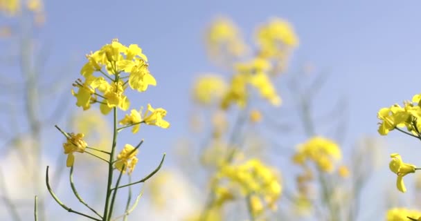 Yellow Rapeseed Field Background Field Bright Yellow Rapesee — Stock Video