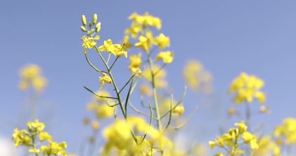 黄色の菜種フィールド背景 明るい黄色 Rapesee のフィールド — ストック動画
