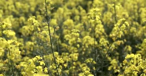 Fondo Amarillo Del Campo Colza Campo Violinista Amarillo Brillante — Vídeo de stock