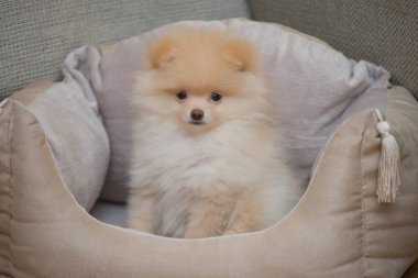 Pomeranian Spitz köpek yatakta