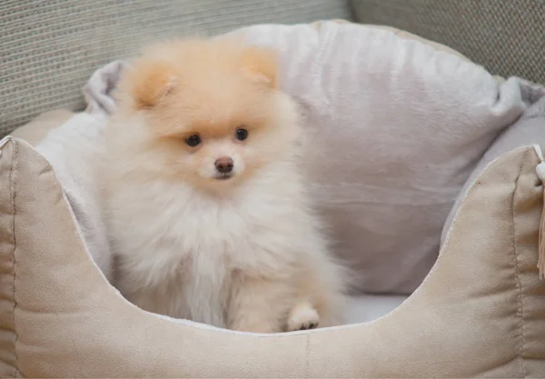 Pomeranian Spitz in dog bed