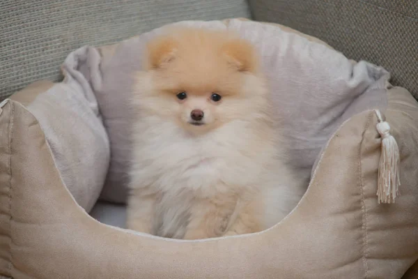 Pomeranian Spitz Köpek Yatakta — Stok fotoğraf