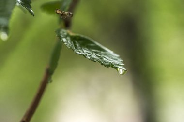 scenic close-up shot of green spring background with cherry branches