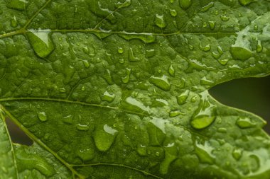 scenic close-up shot of green spring background with cherry branches