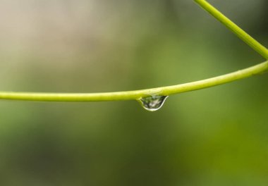 scenic close-up shot of green spring background with cherry branches