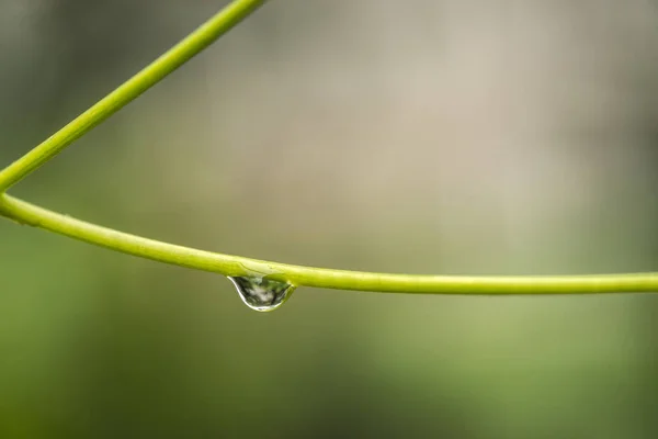 Scenic Close Shot Green Spring Background Cherry Branches — Stok fotoğraf