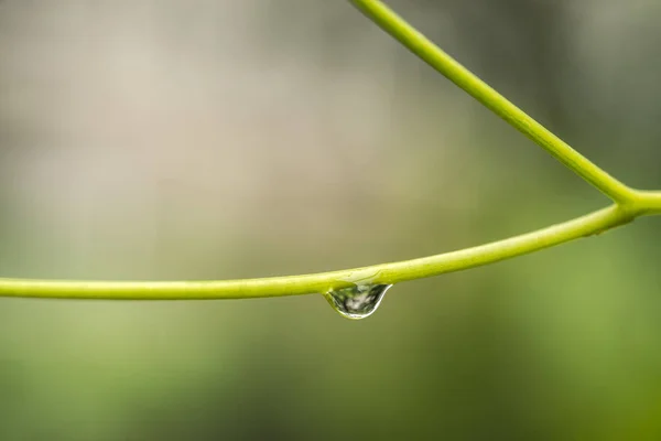 Scenic Close Shot Green Spring Background Cherry Branches — Stok fotoğraf