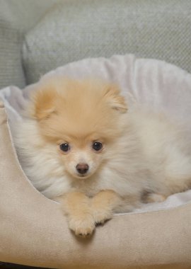 Pomeranian Spitz köpek yatakta