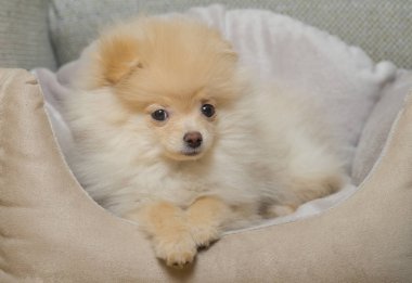 Pomeranian Spitz köpek yatakta