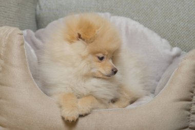 Pomeranian Spitz köpek yatakta